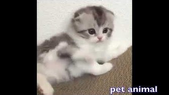 かわいい動物 Youtube