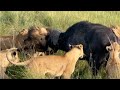 Black rock male lion helps pride take down buffalo