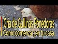 👉GUÍA Comenzar DESDE 0 con la CRÍA de Gallinas🐔Ponedoras en Casa How to start breeding laying hens