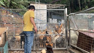 中国广东广州周粥流浪狗救助基地，义工第一天分享Volunteer at Zhouzhou Stray Dog Rescue Base in Guangzhou, Guangdong, China