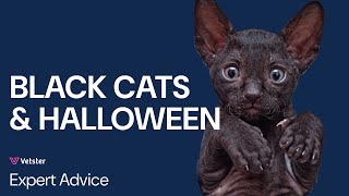 Black Cats & Halloween: Origin, Mystery and Unique Spooky Cat Names