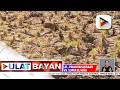 Pamahalaan, pinaghahandaan ang mga hakbang vs Super El Niño