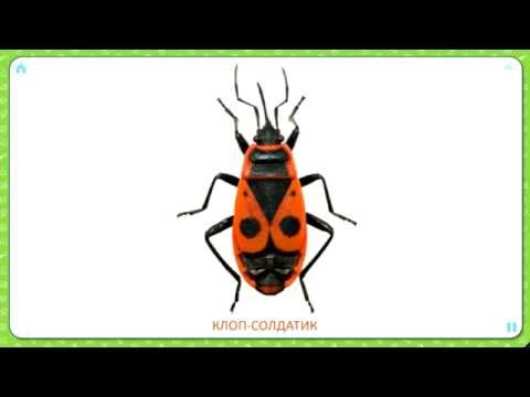 Карточки Домана Развивающие мультики для самых маленьких Насекомые и пауки