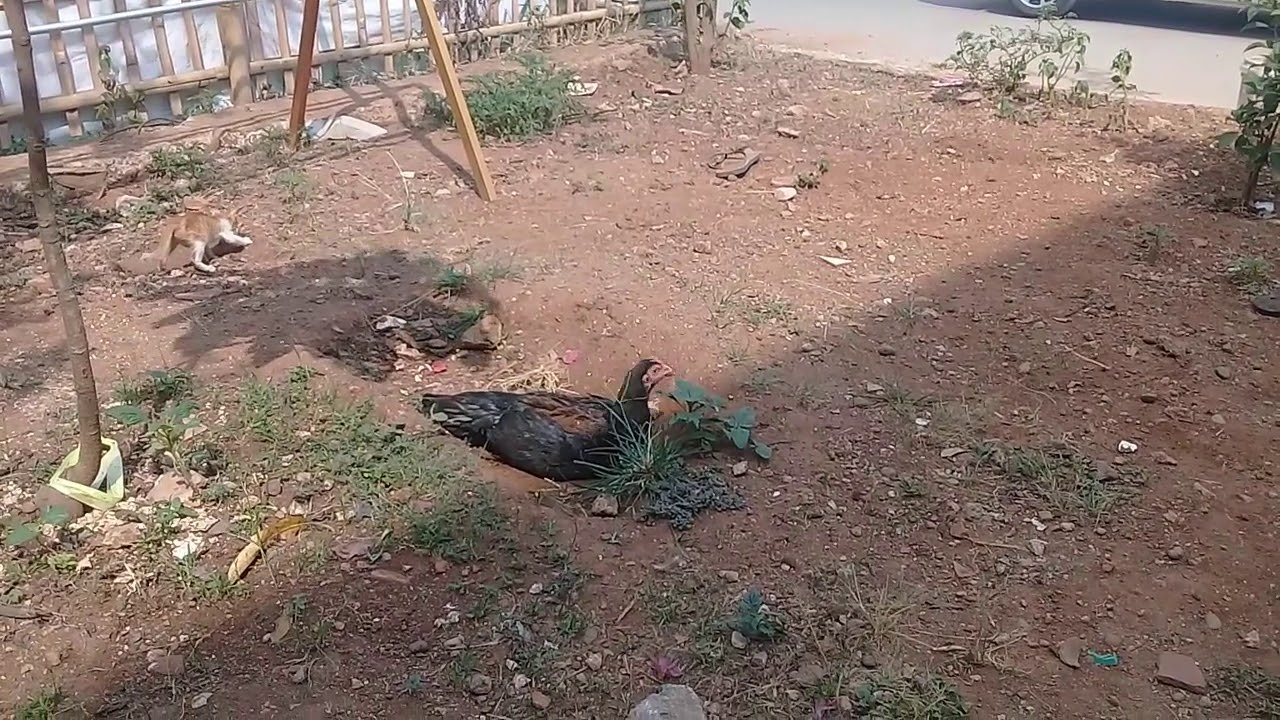 6 Ternak Ayam Kampung - Cara Ayam-ayam Mandir Sendiri 
