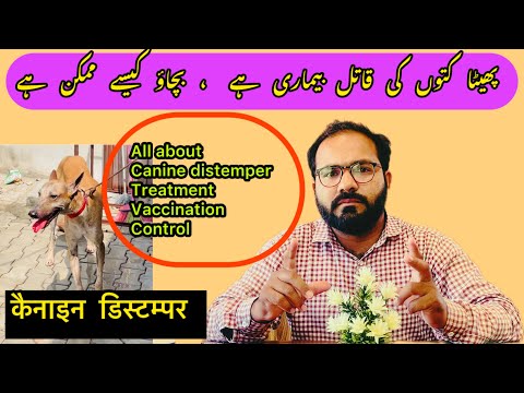 کتوں میں پھیٹے کی بیماری کی مکمل معلومات/Canine Distemper complete discussion/Hardpad disease in dog