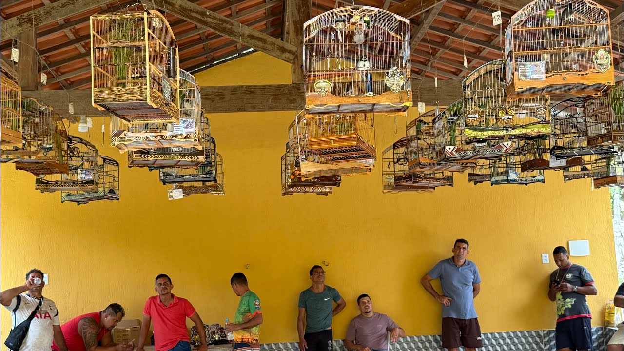 TORNEIO DE PAPA CAPIM E COLEIROS  7ª PUXADA DA COPINHA TOP 10 CUIDA #papacapim 