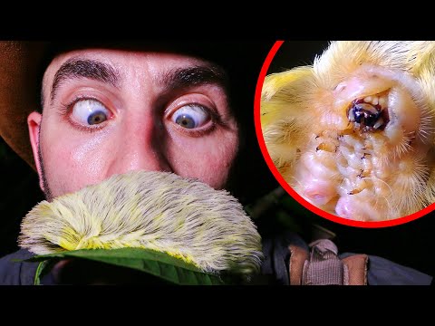 FURRY PUSS Caterpillar - World's Most Painful Mustache!