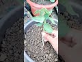 Mo gachha pain chhota decision tara future pain bada step 🌱#Gardening#PlantCare#garden#Repotting