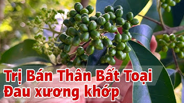Ai bị Bán Thân Bất Toại, đau xương khớp thì dùng Cây này. PHAN HẢI Channel 