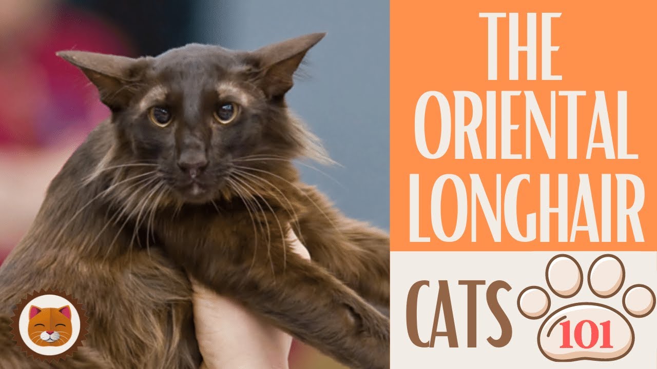 Longhair Cat Breeds
