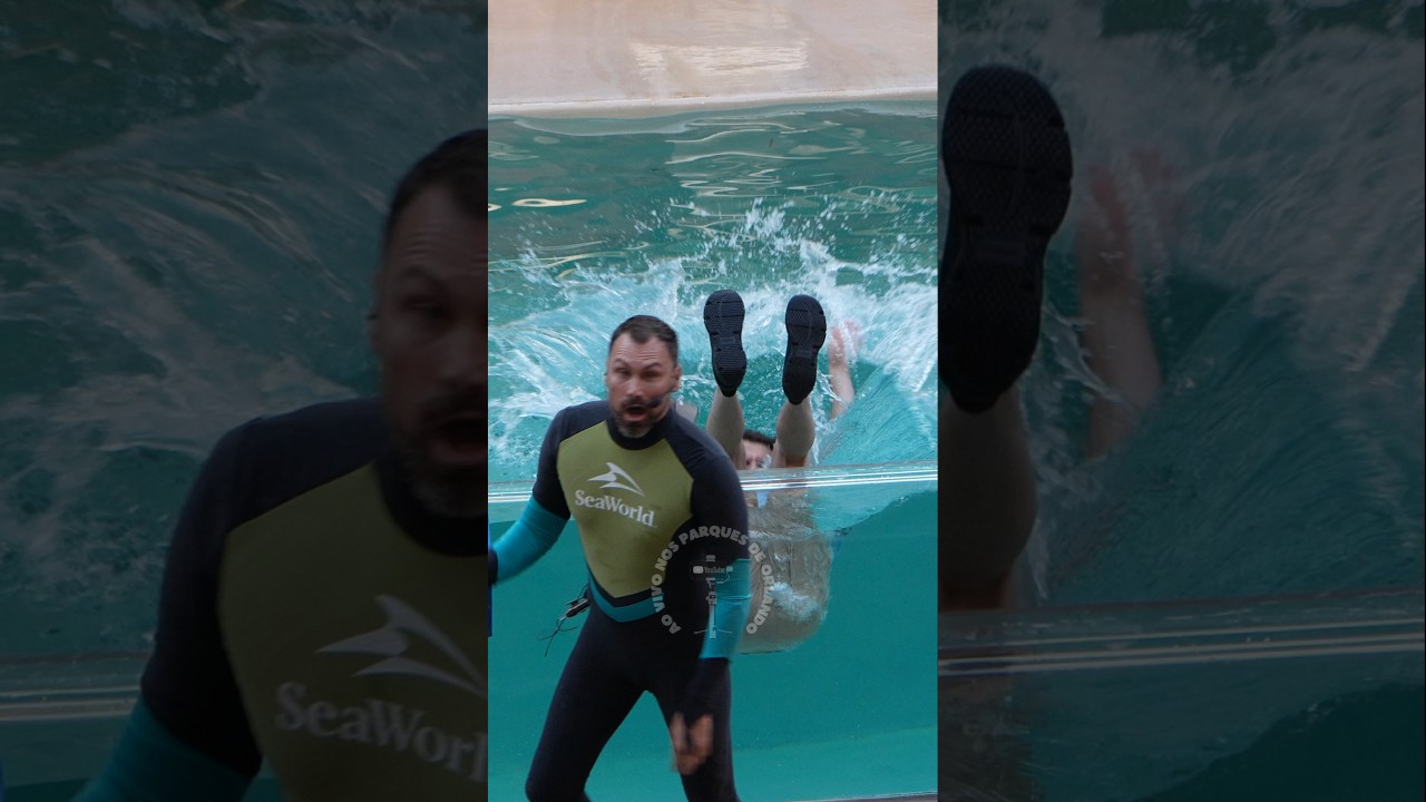 O momento mais engraçado do novo show Sea Lions Tonite 2026 😲😮😂🤣 #sealionstonite #highfive