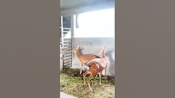 Hươu giống - Kĩ thuật nuôi hươu Những lưu ý khi nuôi hươu