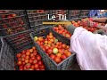 4p smcf production de tomates prodefi mauritanie