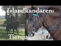 [SFH] Islandkandaren - Tierquälerei oder nützliches Hilfsmittel? | Janas ViLögg