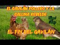La gallinita rebelde y el Gavilán pollero