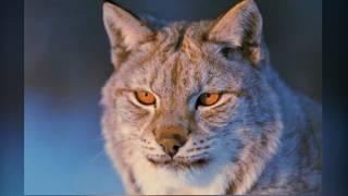 LYNX BEAUTY | Masculine, Captivating, Elegant, Soft | Powerful Subliminal For Men screenshot 1