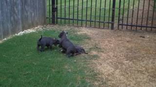 Pitbull puppies by froberts12004 9,705 views 13 years ago 3 minutes, 30 seconds