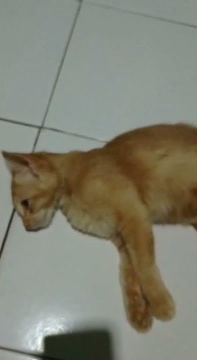 Oyen Manja madaki😀#shorts #cats #catlover