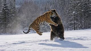 Amur Tiger vs Giant Brown Bear – The Most Brutal Wildlife Clash Ever Filmed