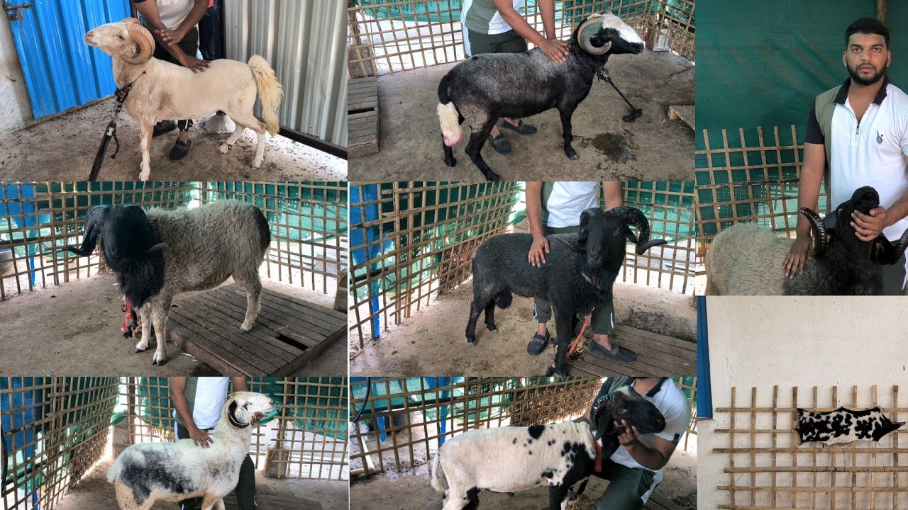 Premium Quality vilayati Rampuri Sheeps Ali goat farm kishanbagh