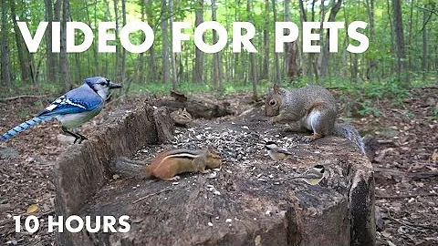 Video 5651201: canadian forest, cat pets