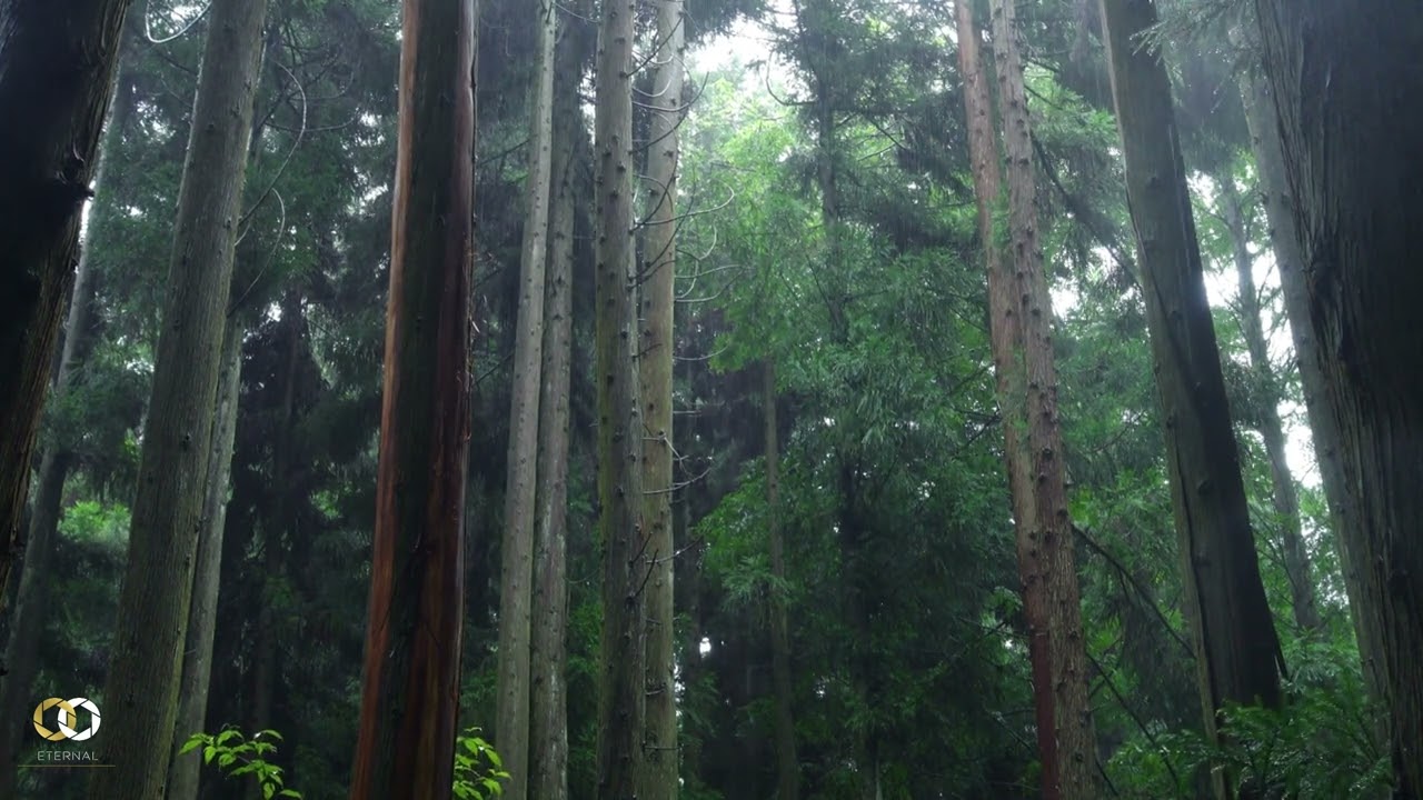 Fall Asleep Fast: 6 Hours of Relaxing Rain in the Woods.