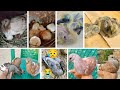 🥚👉🐥 Egg To Baby Pigeon Growing Video 1 Day To 30 Days Baby Pigeon Kabutar Dim Theke Baccha Video