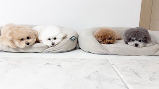 강아지 침대를 2개만 사주면 생기는 일!!