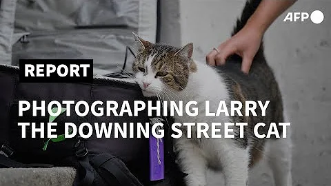 International Cat Day: the art of photographing La...