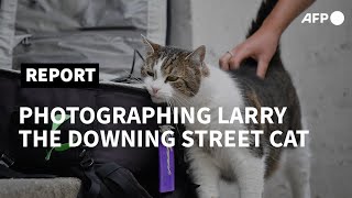 International Cat Day: the art of photographing Larry, the beloved Downing Street cat | AFP