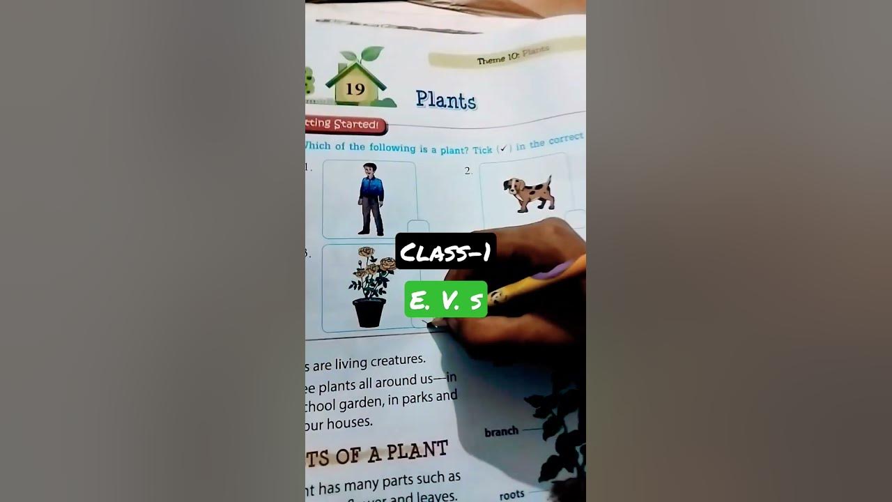 class-1-e-v-s-worksheet-chapter-4-my-family-video-2-youtube