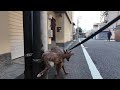 From Chinese Countryside to Japanese Streets: A Heartwarming Walk with My Dog 🐶🇨🇳➡️🇯🇵