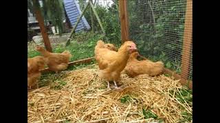 Junge Orpington Gelb, Jungtierschau Uzwil 2022