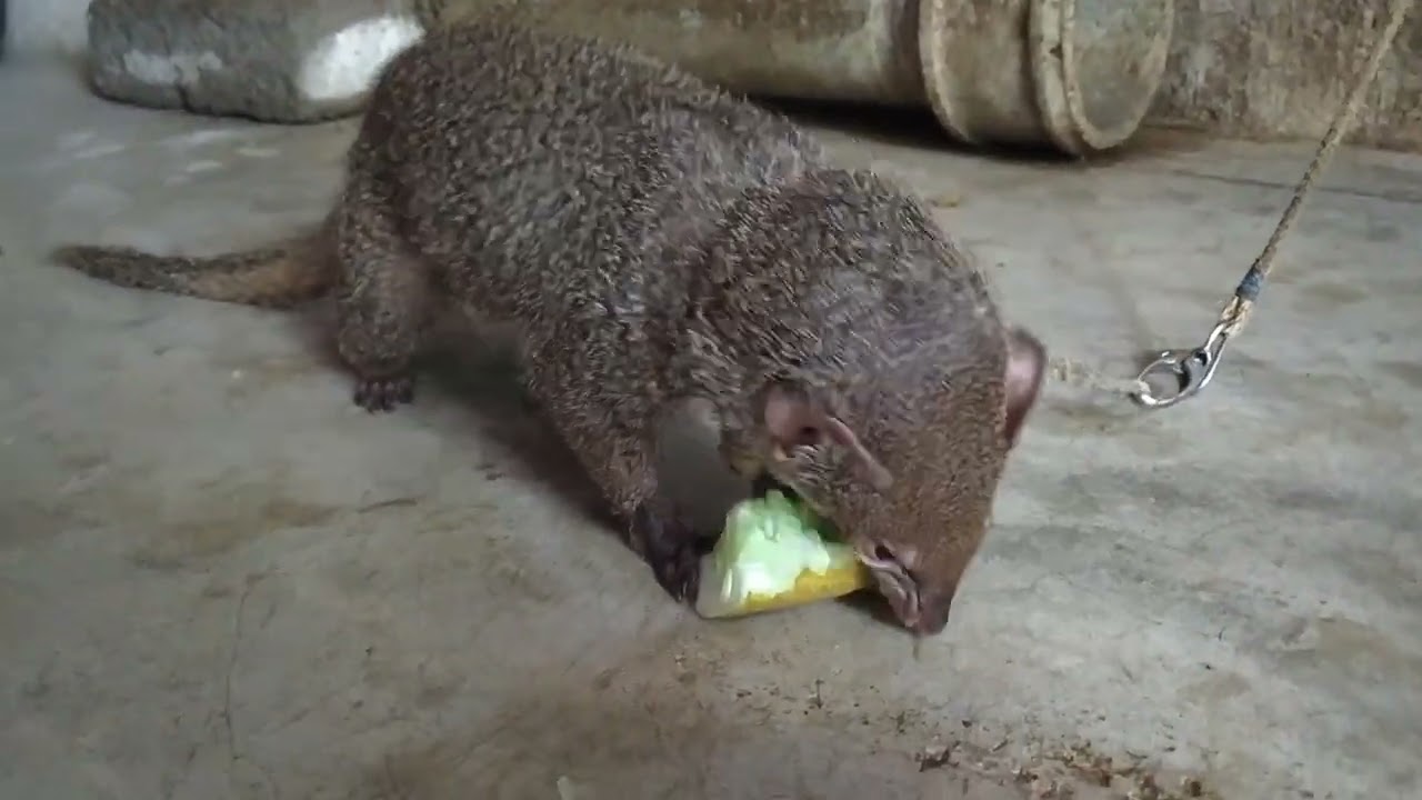 ଆମ ପୋଷା ନେଉଳ କାକୁଡି ଖାଉଛି #mongoose #neula @Bapuncatalyst