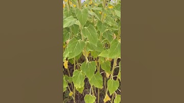 #sunflowers #sunflower #reels #trending #shorts