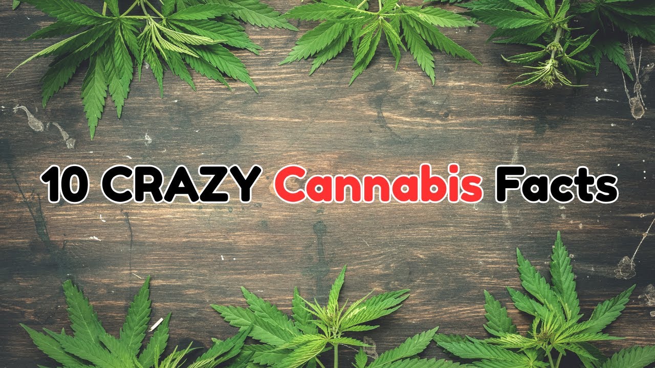 10 Crazy Cannabis Facts You Probably Didn’t Know 🌿