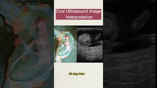 This is an ultrasound image of a cow at 80 days pregnant