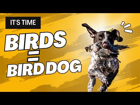 Bird Introduction – Upland Bird Dog Training