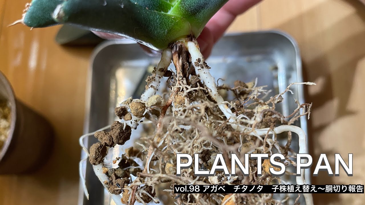 vol.98 アガベ チタノタ 子株植え替え〜胴切り報告 - YouTube