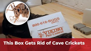 Cave Crickets