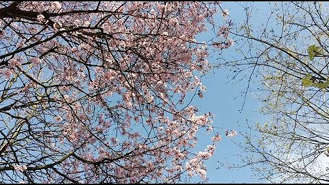 Sopranoknits Vlog | Sweet Spring Isolation