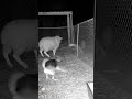 The Dog Saved The Sheep From The Chupacabra Chupacabra Save Youtubeshorts Like 
