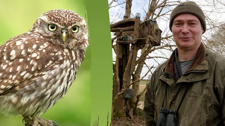 How I Built a Deluxe Box for Little Owls to Nest In | My Wildlife Hacks | Robert E Fuller
