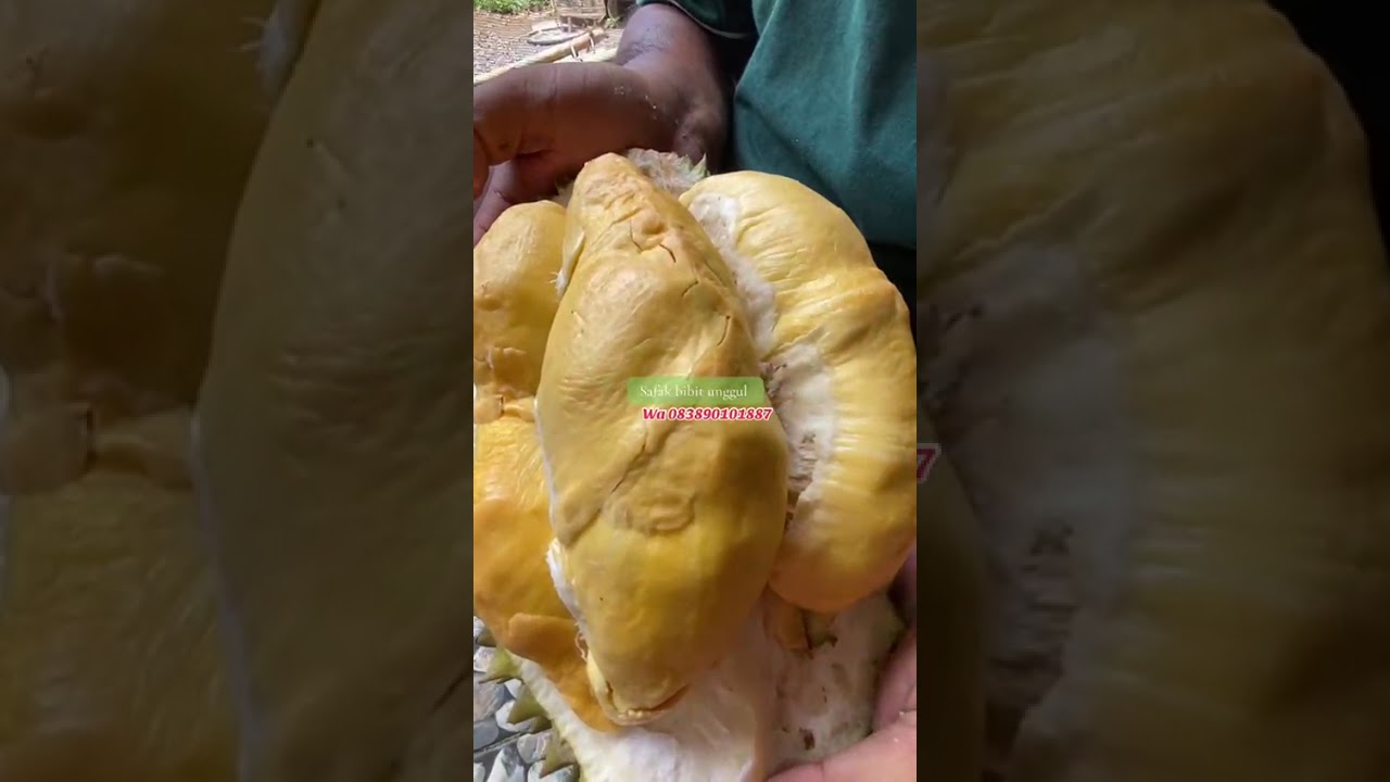 Unboxing buah durian bawor 