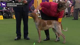 American English Coonhounds | Breed Judging 2020