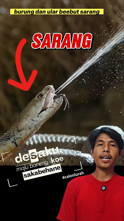 burung vs ular rebutan sarang #burung #ular #sarang