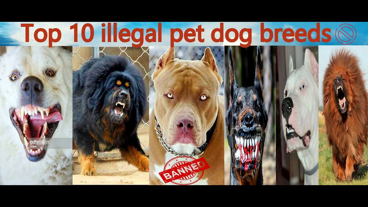 Top10 illegal pet dog breeds YouTube