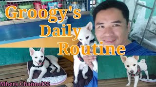 MY GROOGY DOG|| Daily Routine||Amazing🤠😱 by Mhers Channel 25 99 views 2 years ago 10 minutes, 32 seconds