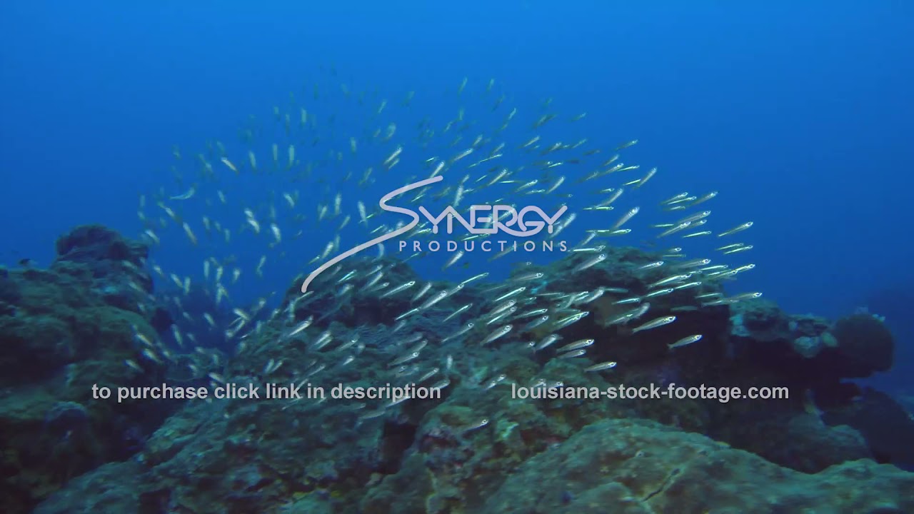 2598 silversides schooling flower garden banks gulf of mexico YouTube