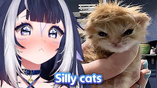 Shylily Reacts to Silly Cat Videos for the right audience